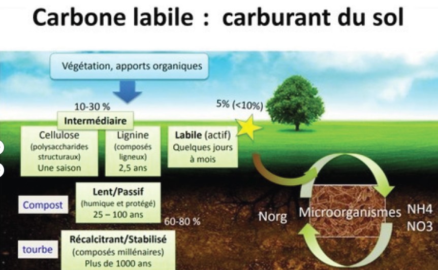 carbone labile carburant du sol