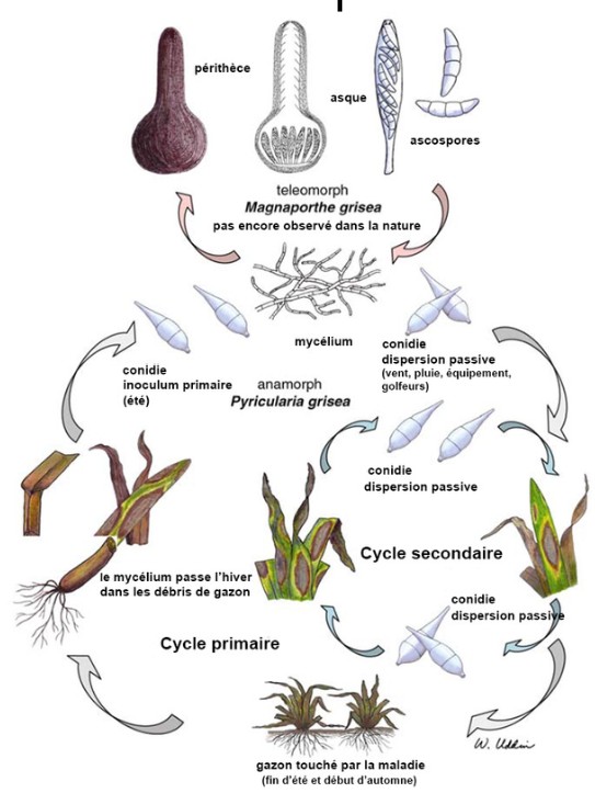 cycle du pathogène