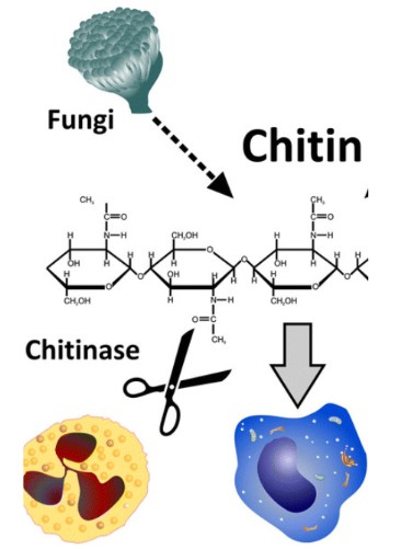 fungi hitin chitanase