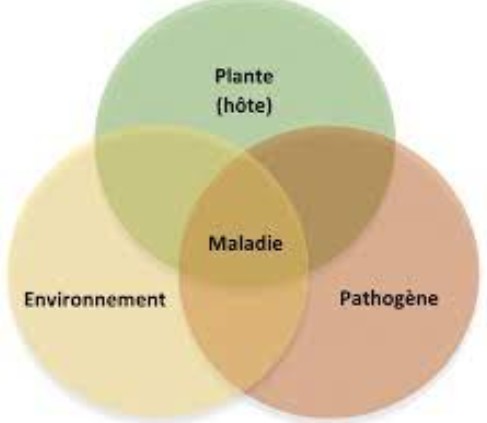 plante environnement pathogene