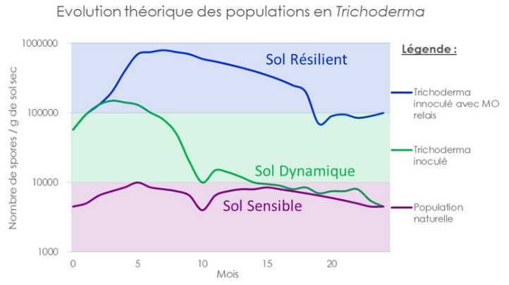 Investissement durable : le sol sain avec MO relais maintient 100 000+ spores de Trichoderma sur 20 mois quand les autres solutions s'effondrent dès 5 mois